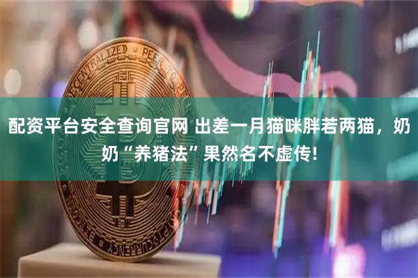 配资平台安全查询官网 出差一月猫咪胖若两猫，奶奶“养猪法”果然名不虚传!