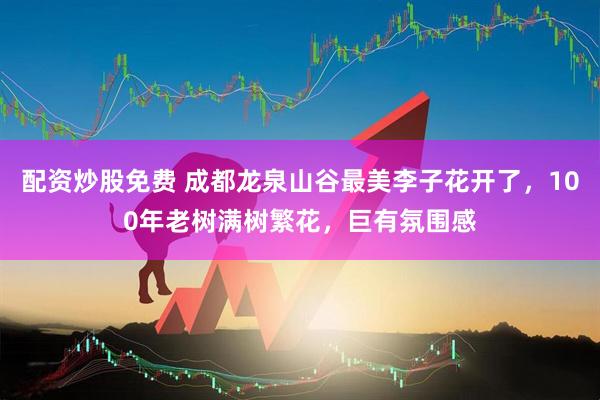 配资炒股免费 成都龙泉山谷最美李子花开了，100年老树满树繁花，巨有氛围感